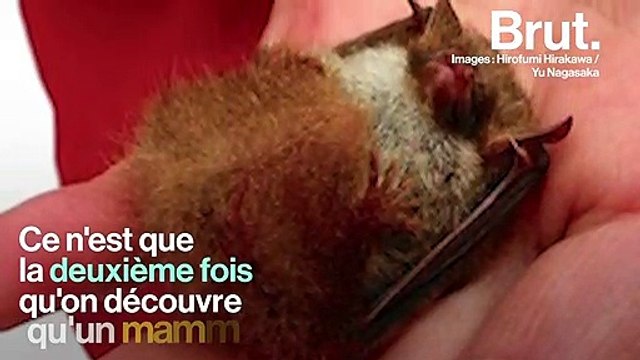 Comme les ours blancs, cette chauve-souris hiberne sous la neige