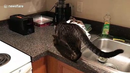 What a scaredy cat! Feline gets a fright in toaster encounter