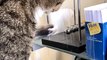 Clever Cat Finds Newton's Cradle