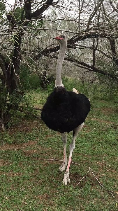 Ostrich Showing Off