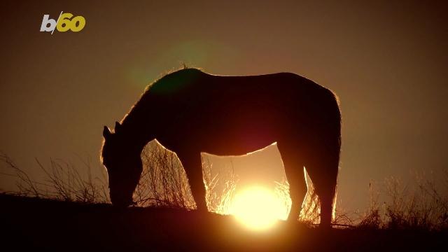 Hold Your Horses! Man Arrest for Allegedly Riding Horse While Drunk