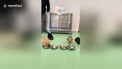 Short-legged corgi puppies tumble out of their cage in China's Shandong