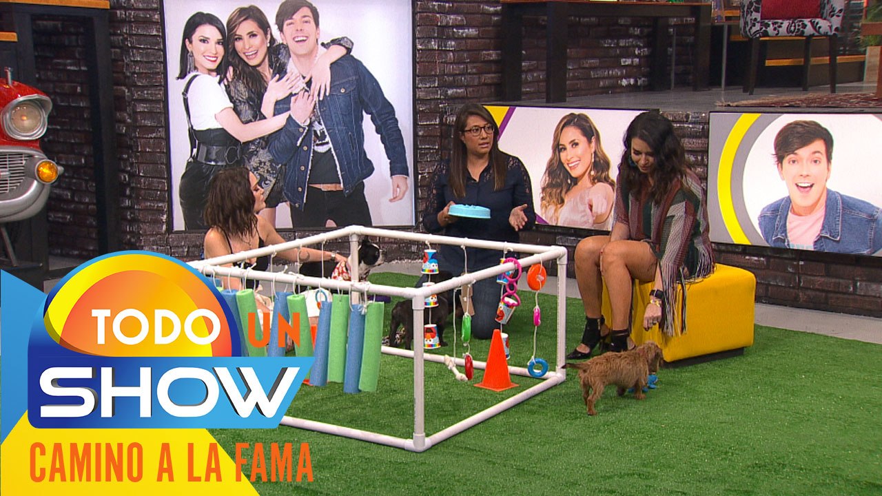 Todo Un Show | ¡Así es como debemos educar a nuestra mascota! Es importante la socialización de los perros para un mejor desarrollo.