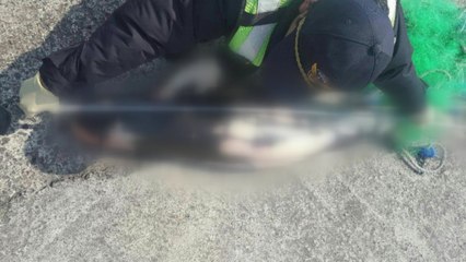 '멸종 위기' 상괭이 사체 제주 해안서 또 발견...올해만 28번째 / YTN
