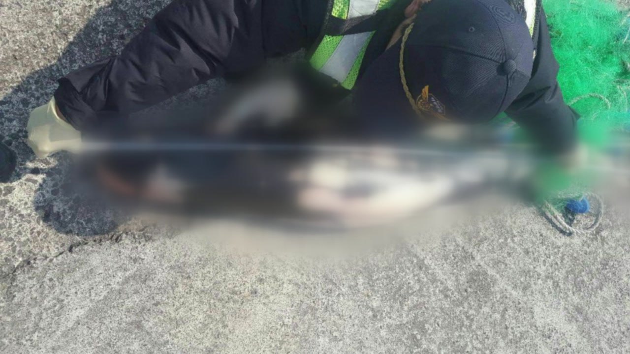 '멸종 위기' 상괭이 사체 제주 해안서 또 발견...올해만 28번째 / YTN
