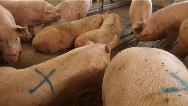 Выбор между брекситом и беконом