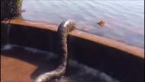 Ils trouvent un énorme anaconda qui prend un bain de boue dans un petit bassin
