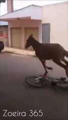 Quand tu te fais voler ton vélo.. par un cheval !