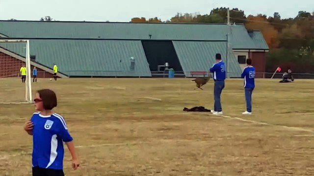 Quand une biche traverse un terrain de foot et marque un but... Fou!