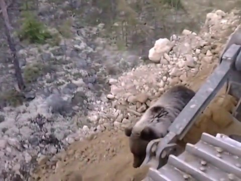 Un gros ours rend visite à ces ouvriers russes