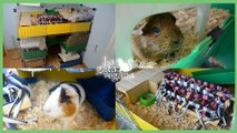 ROOM TOUR JAULA CYC DE COBAYAS DE 3 PLANTAS | FEBRERO 2019 | C&C GUINEA PIGS CAGE TOUR