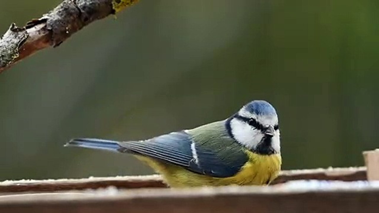 طائر جميل