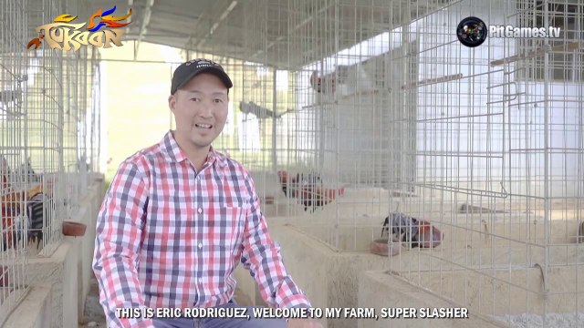 Breeder of the Week - Eric Rodriguez - Super Slasher Gamefarm