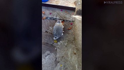 Rabbit Tries To Mate With Cat