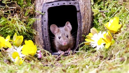 George the Mouse in a Log pile House - mouse village spring has sprung