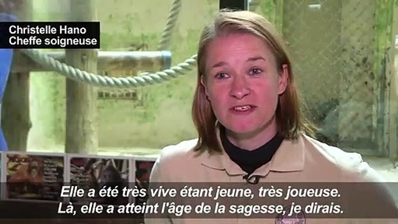 Nénette, l'orang-outan star du Jardin des Plantes, a 50 ans