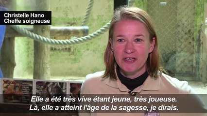 Nénette, l'orang-outan star du Jardin des Plantes, a 50 ans