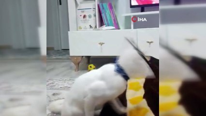 Beşinci kattan düşen kedisi için 190 bin lira harcadı ama hayatta tutamadı