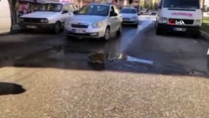 Şanlıurfa’da yürekleri ısıtan görüntüler...Su içen kedi trafiği durdurdu