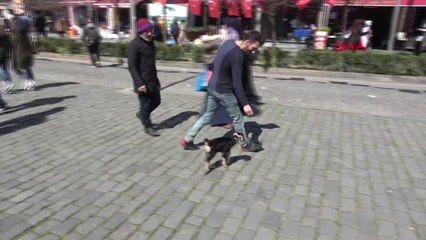 Trabzon Yavru Keçi, İlgi Odağı Oldu