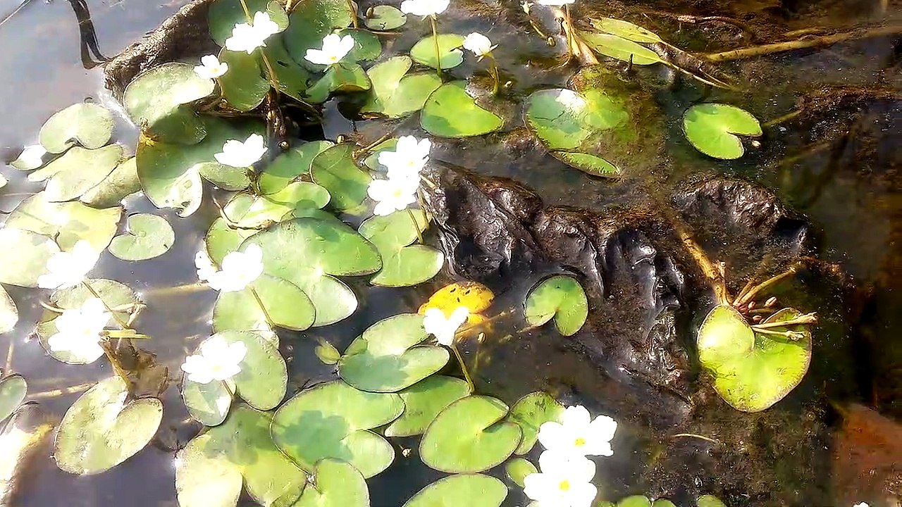 Small  white  water lily.