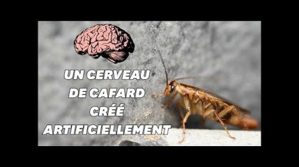 Video herunterladen: Des chercheurs créent un mini-cerveau similaire à celui d'un cafard