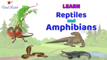 Télécharger la video: Learn Reptiles and Amphibians for Kids || Reptiles For Children in English | Amphibians names For Kids In English ||  Viral Rocket