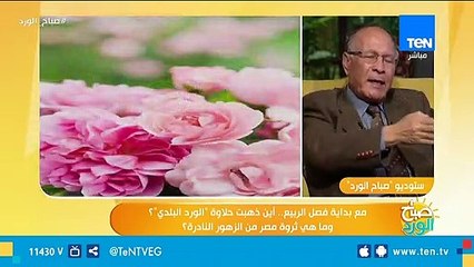 ليه الورد البلدي مبقاش ليه ريحة وايه السبب؟