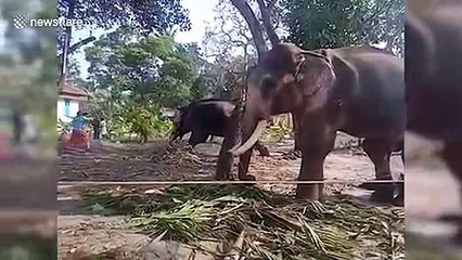 Elephant attacks man as he gets close to take picture in southern India