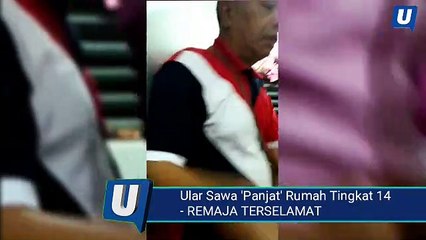 Ular sawa ‘panjat’ tingkat 14