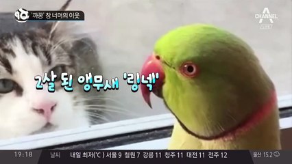 ‘까꿍’ 창 너머의 이웃