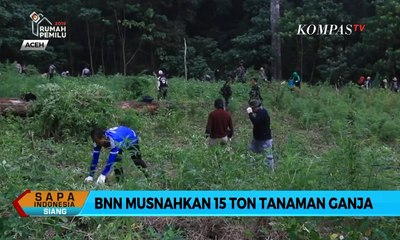 BNN Musnahkan 15 Ton Tanaman Ganja di Aceh Besar