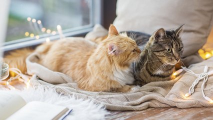 ¿Es mejor tener dos gatos que uno?