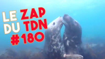 Quand deux otaries nous font craquer ! - Le Zap du TDN #180