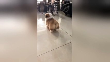 Chubby corgi knocked down by speeding miniature schnauzer