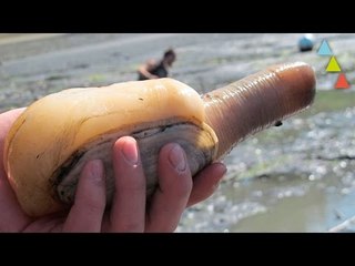 10 animales que vivirán más que tú