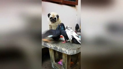 Innocent pug looks sad as pigeons steal his plate of food