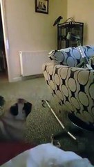 Parrot tells dog to shut up