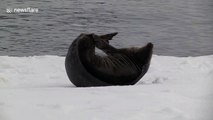 Scratch that itch! Seal in the Antarctic seen scratching itchy flippers
