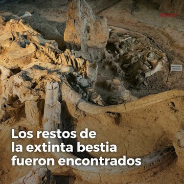 Logran signos de actividad biológica a partir de células de un mamut lanudo