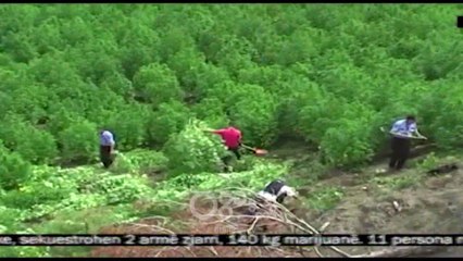 TV Ora - Berati me numrin më të vogël të bimëve narkotike të kultivuara