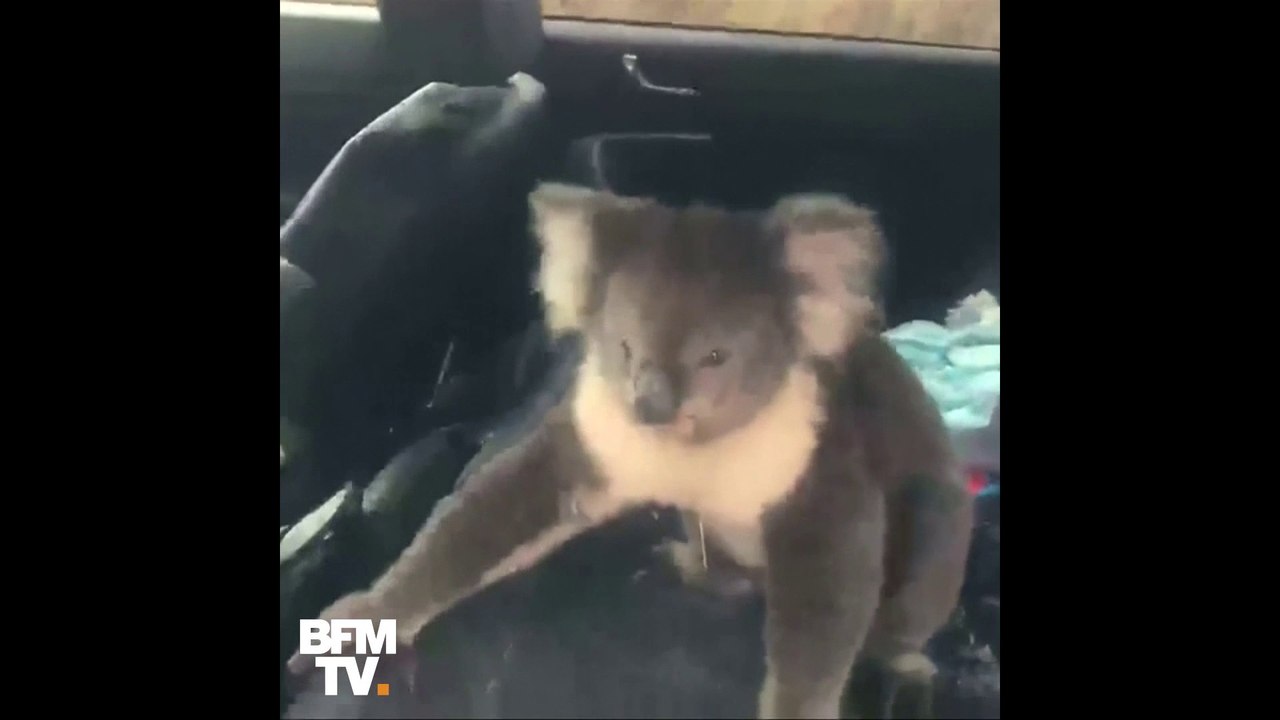 Ce koala s’est réfugié dans une voiture climatisée… parce qu’il avait trop chaud