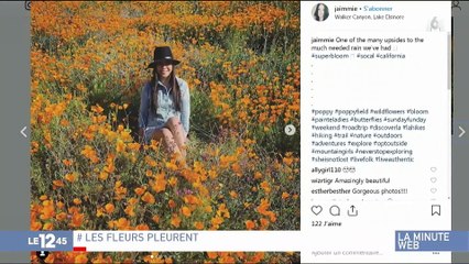 Un champ de coquelicots ruiné par les instagrameurs en quête de la photo parfaite