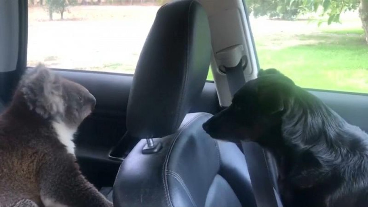 Australien: Koalabär verschanzt sich in Auto