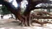 Two Hundred years old Mango Tree in Bangladesh (দুইশত বছর পুরোনো আম গাছ )