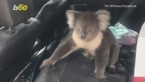Un-Bearlievable! Winemaker Finds Koala Bear Chilling In His Car!