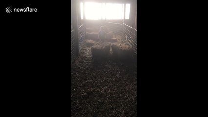 Toddler wants to help feed the sheep at his family-owned farm