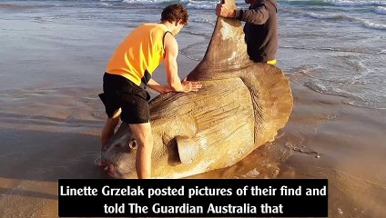 Massive, rare sunfish washes on shore of beach in South Australia