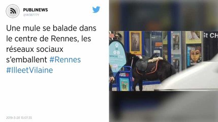Une mule se balade dans le centre de Rennes, les réseaux sociaux s’emballent.