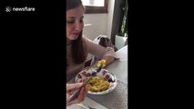 Dog becomes a statue while begging owner for ravioli